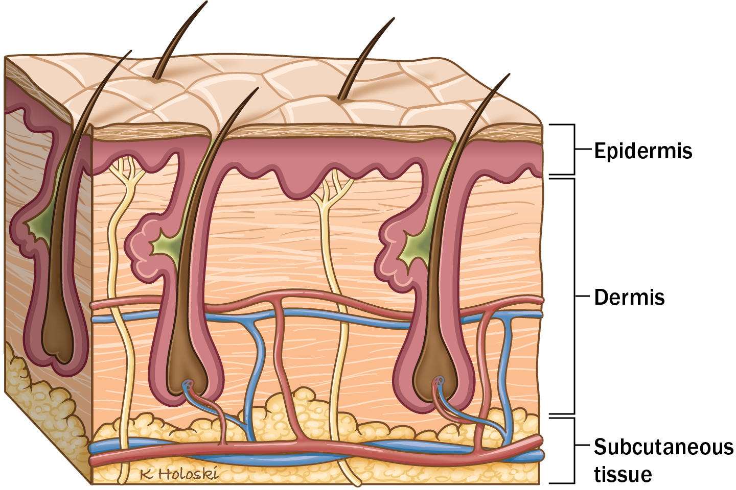 The Different Layers of the Skin.